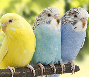 oiseaux durables